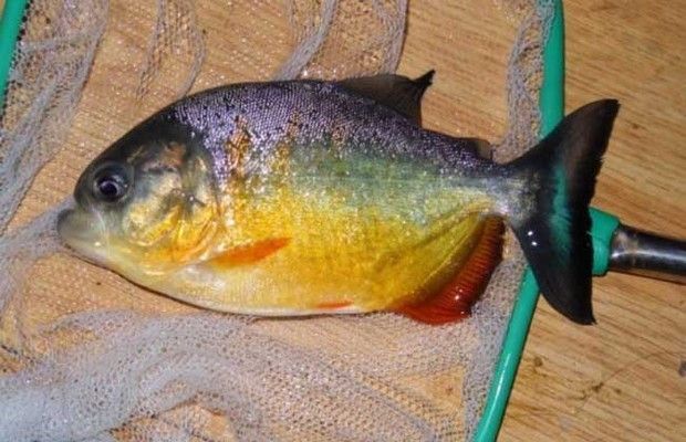 50公分的虎魚需要多少年壽命：50公分的虎魚需要多少年壽命泰國虎魚的壽命與印尼虎魚相似 虎魚百科 第3張