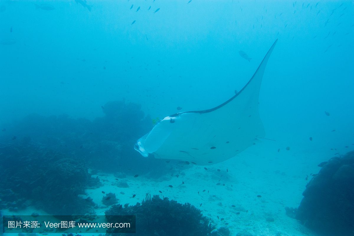 蝠鲼和蝠魟：蝠鲼和蝠[需手動填充]是兩種不同的海洋生物 魟魚百科 第2張