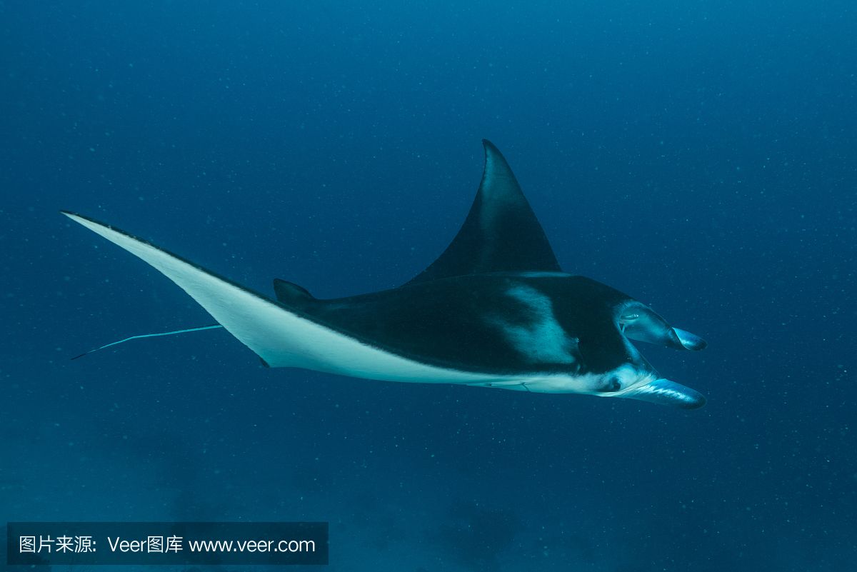 蝠鲼和蝠魟：蝠鲼和蝠[需手動填充]是兩種不同的海洋生物 魟魚百科 第3張