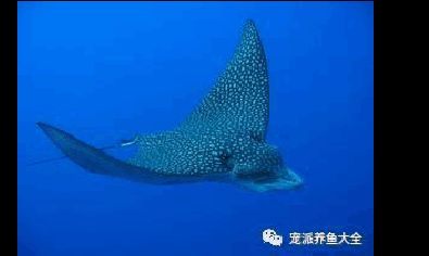 蝠鲼鰩魚魟魚：海洋生物中蝠鲼、鰩魚和魟魚之間的區(qū)別