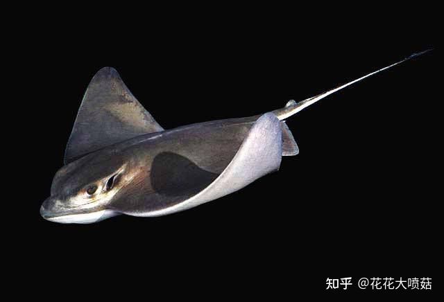 蝠鲼鰩魚魟魚：海洋生物中蝠鲼、鰩魚和魟魚之間的區(qū)別