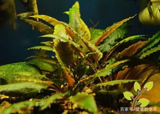 大魚缸養(yǎng)什么水草好：適合大魚缸養(yǎng)殖的水草有哪些？ 魚缸百科 第2張