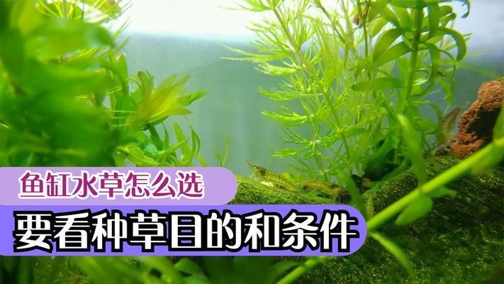 大魚缸養(yǎng)什么水草好：適合大魚缸養(yǎng)殖的水草有哪些？