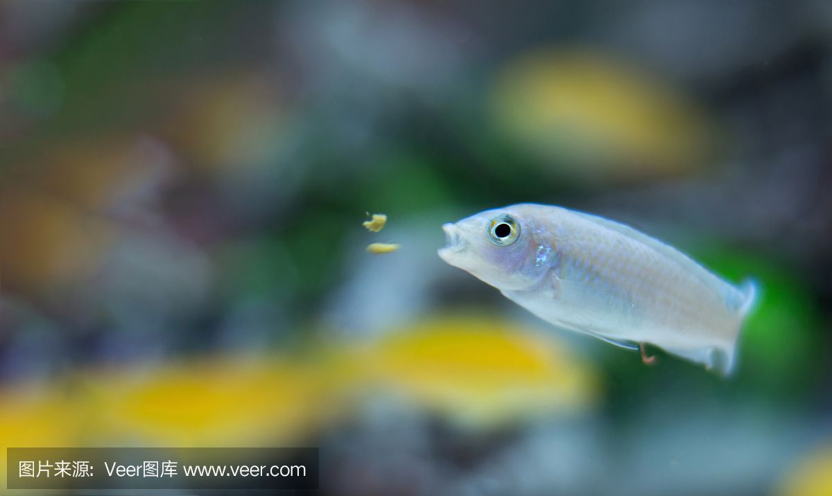 彩蝶水族館：南京彩蝶水族館