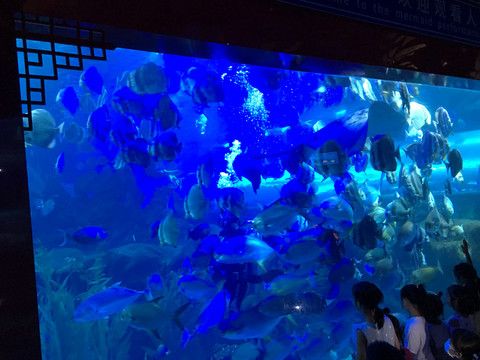 彩蝶水族館：南京彩蝶水族館