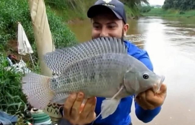 魟魚不吃食打什么針：魟魚不吃食怎么辦 魟魚百科 第3張