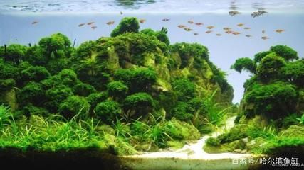 大型造景魚缸：大型造景魚缸制作 魚缸百科 第1張