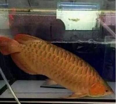 金龍魚怎么吃魚