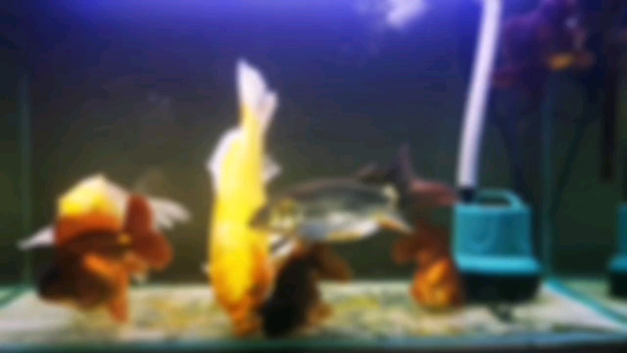 青年：養(yǎng)魚青年的故事 觀賞魚論壇