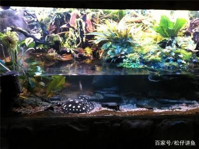 魟魚怎么過水入缸：魟魚過水入缸是一個(gè)重要的步驟目的是讓魟魚逐漸適應(yīng)新環(huán)境