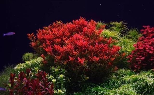 草可以放魚缸里嗎視頻：新買的水草可以放入魚缸嗎？ 魚缸百科 第4張