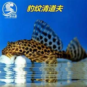 魟魚的配魚：如何選擇魟魚配魚 魟魚百科 第3張