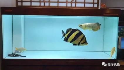 虎魚(yú)褪色變白什么原因：虎魚(yú)褪色變白可能有多種原因虎魚(yú)褪色變白可能有多種原因 虎魚(yú)百科 第1張