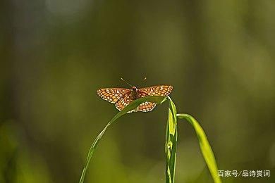 彩蝶下水聲音很大：如何解決彩蝶魚缸下水聲音問題