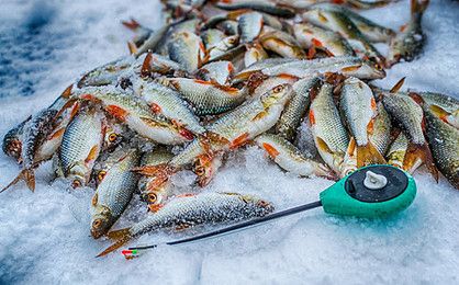 魟魚冬天需要加溫嗎：魟魚冬天需要加溫嗎[需手動填充][需手動填充]魚冬天需要加溫嗎