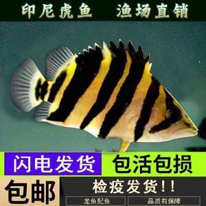 虎魚吃活食怎么檢疫：喂養(yǎng)虎魚活食怎么檢疫