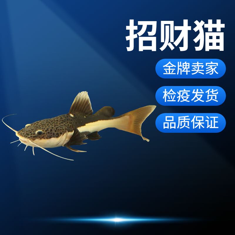 虎魚吃活食怎么檢疫：喂養(yǎng)虎魚活食怎么檢疫