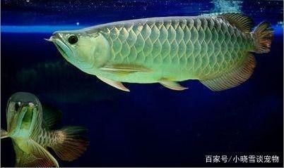 給龍魚做手術怎么做好：給龍魚做手術怎么做 龍魚百科 第1張