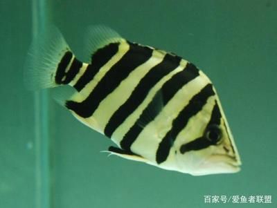 虎魚(yú)有些明有些暗怎么辦：如何改善虎魚(yú)體色 虎魚(yú)百科 第3張