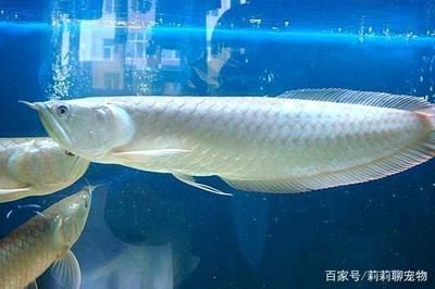 一米的銀龍魚：一米多長的銀龍魚價(jià)格一般在800元以上 龍魚百科 第1張