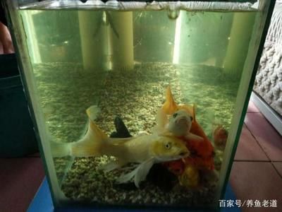 比較好養(yǎng)的魚(yú)缸觀賞魚(yú)推薦：小缸觀賞魚(yú)的養(yǎng)殖技巧 魚(yú)缸百科 第3張