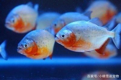 虎魚好飼養(yǎng)嗎：虎魚的飼養(yǎng)難度有多大？ 虎魚百科 第2張