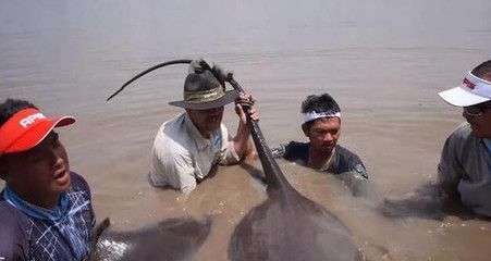 魟魚扎人：[需手動填充]魚為什么會扎人？ 魟魚百科 第3張