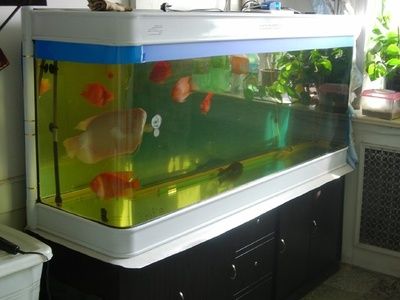 玻璃魚缸滲水用什么膠：熱門魚缸膠品牌排行榜：水族專用膠，水族專用膠 魚缸百科 第1張