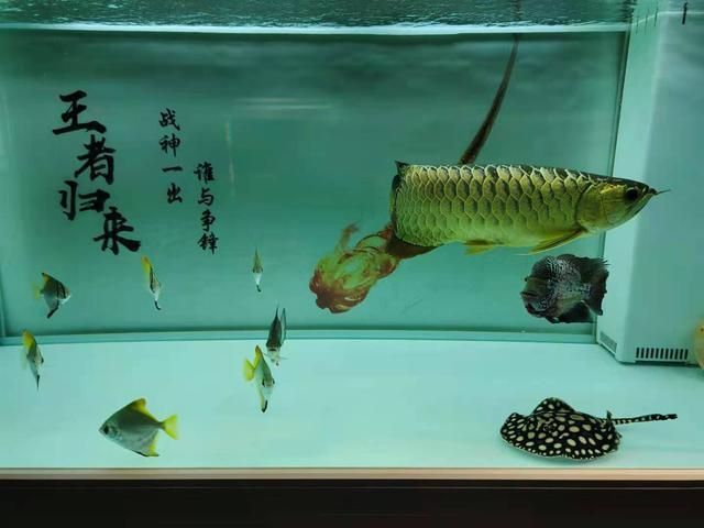 養(yǎng)龍魚的樂趣有哪些作文：養(yǎng)龍魚的樂趣 龍魚百科 第1張