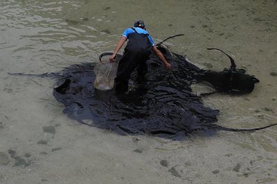 魟魚(yú)換水死亡為什么不能救活：魟魚(yú)換水不當(dāng)，可能會(huì)導(dǎo)致魟魚(yú)死亡