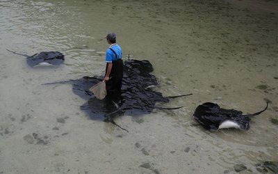 魟魚(yú)換水死亡為什么不能救活：魟魚(yú)換水不當(dāng)，可能會(huì)導(dǎo)致魟魚(yú)死亡