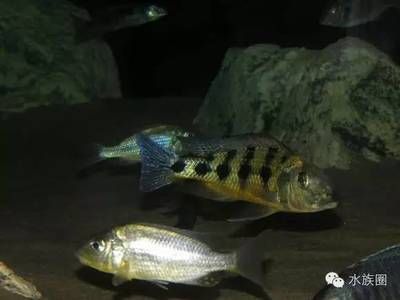 三湖虎魚能長多大：三湖虎魚的體型可以根據(jù)品種和飼養(yǎng)條件有所不同 虎魚百科 第3張