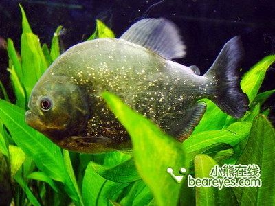 虎魚(yú)有劇毒嗎：虎魚(yú)有劇毒嗎， 虎魚(yú)百科 第2張