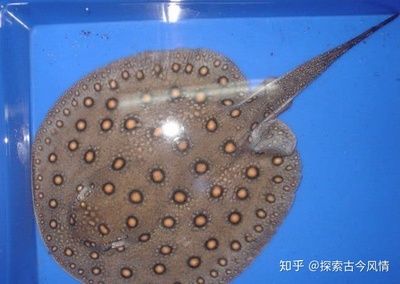 魟魚(yú)狀態(tài)好的表現(xiàn)有哪些特點(diǎn)和作用：魟魚(yú)的狀態(tài)好壞可以從以下幾個(gè)方面進(jìn)行觀察 魟魚(yú)百科 第3張