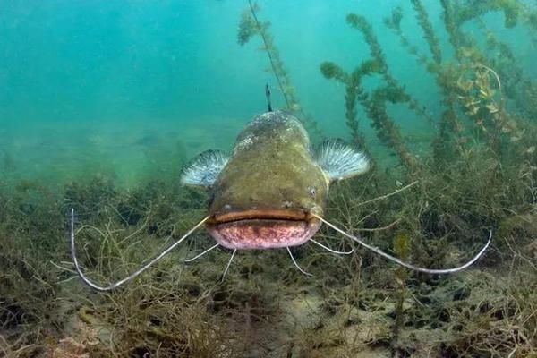 魟魚死后污染水嗎能吃嗎：魟魚死后污染水能吃嗎？ 魟魚百科 第3張