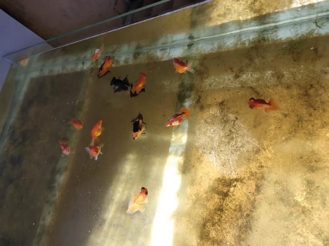 龍魚虎魚鸚鵡魚可以混養(yǎng)嗎：龍魚、虎魚、鸚鵡魚可以混養(yǎng)嗎？ 虎魚百科 第3張