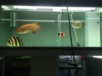 彩蝶魟魚缸是哪一款：彩蝶品牌的魚缸有哪些型號 魟魚百科 第3張