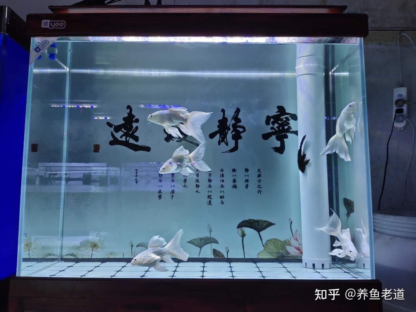 不想要的魚缸怎么處理干凈：如何處理不想要的魚缸 魚缸百科 第4張