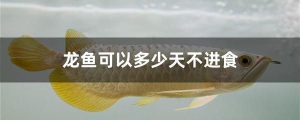 龍魚突然不進(jìn)食怎么辦：龍魚突然不進(jìn)食可能有多種原因