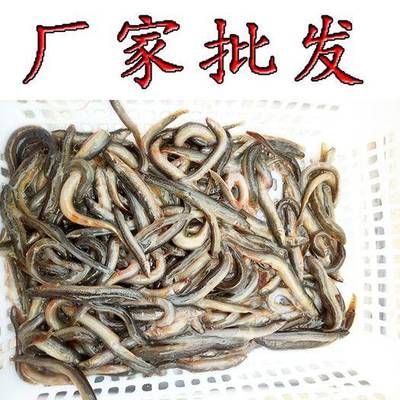 魟魚吃什么魚食最經(jīng)濟(jì)實(shí)惠：魟魚吃什么魚食經(jīng)濟(jì)實(shí)惠 魟魚百科 第2張