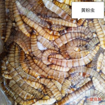 魟魚吃什么魚食最經(jīng)濟(jì)實(shí)惠：魟魚吃什么魚食經(jīng)濟(jì)實(shí)惠 魟魚百科 第3張