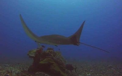 魟魚 魔鬼魚：魟魚和魔鬼魚在海洋生物中都是非常常見的魚類，但體貌特征不同 魟魚百科 第3張