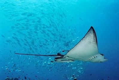 魟魚生出來有多大了：魟魚出生時(shí)的大小可能會(huì)因性別、營養(yǎng)狀況和生活環(huán)境不同 魟魚百科 第3張