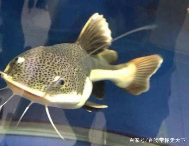 紅尾招財貓魚能和龍魚一起養(yǎng)么：紅尾招財貓魚能否與龍魚一起養(yǎng)，紅尾招財貓魚能否與龍魚一起養(yǎng)么