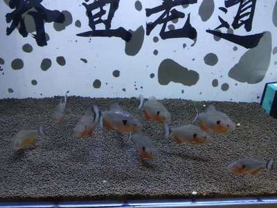 5公分虎魚飼養(yǎng)技巧：5公分的虎魚飼養(yǎng)技巧 虎魚百科 第3張