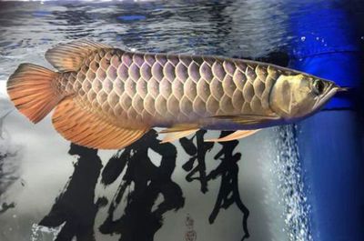 龍魚怎么游才算正常：龍魚在水面或中層自由游動(dòng) 龍魚百科 第2張