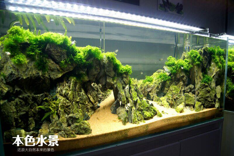 不種水草的魚缸造景好嗎：不種水草的魚缸造景可以嗎 魚缸百科 第1張