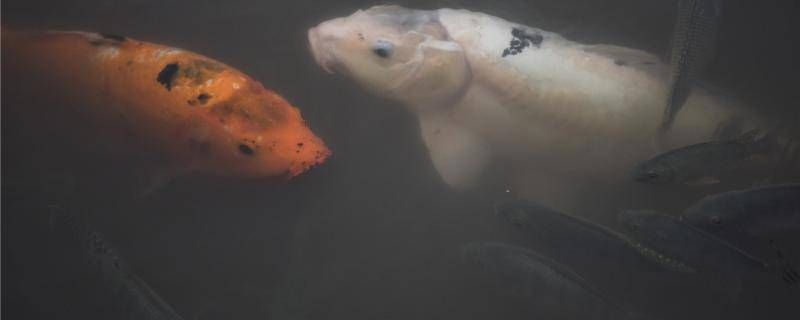 魟魚(yú)喂食量少會(huì)不會(huì)拉綠便：喂食量少的魟魚(yú)會(huì)不會(huì)拉綠便 魟魚(yú)百科