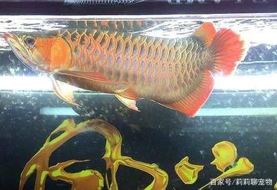 紅尾龍魚有什么特別：紅尾金龍魚有什么特別？