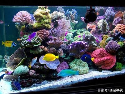 彩蝶海水魚缸怎么樣養(yǎng)活：彩蝶海水魚缸養(yǎng)護方法 彩鰈魚缸（彩蝶魚缸） 第2張